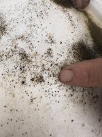 Gold on paper plate.jpg