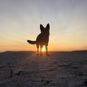 TRUDOG